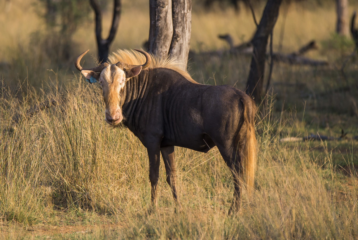 Lunikhy Game Farm and Wedding Venue1